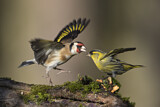 Image. European Goldfinch & Eurasian Siskin