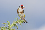 Image. European Goldfinch