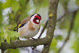 Image. European Goldfinch