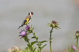 Image. European Goldfinch