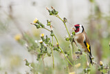 Image. European Goldfinch