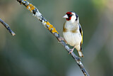 Image. European Goldfinch