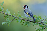 Image. European Goldfinch