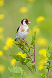Image. European Goldfinch