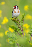 Image. European Goldfinch