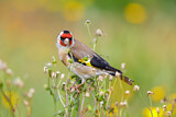Image. European Goldfinch