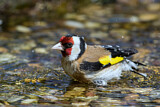 Image. European Goldfinch