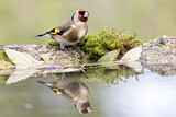 Image. European Goldfinch
