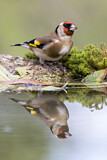 Image. European Goldfinch