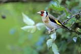 Image. European Goldfinch
