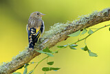 Image. European Goldfinch