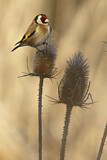 Image. European Goldfinch
