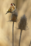 Image. European Goldfinch