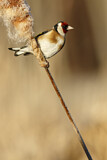 Image. European Goldfinch