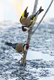 Image. European Goldfinch