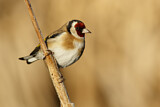 Image. European Goldfinch