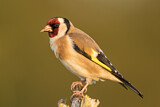 Image. European Goldfinch