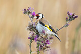 Image. European Goldfinch