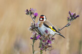 Image. European Goldfinch