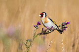 Image. European Goldfinch