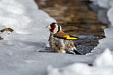 Image. European Goldfinch