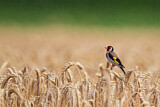 Image. European Goldfinch