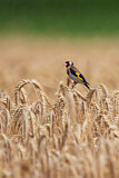 Image. European Goldfinch