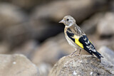 Image. European Goldfinch
