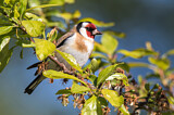 Image. European Goldfinch