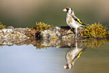Image. European Goldfinch