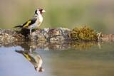 Image. European Goldfinch