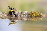 Image. European Goldfinch