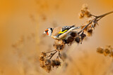 Image. European Goldfinch