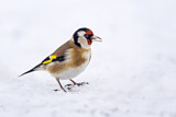 Image. European Goldfinch