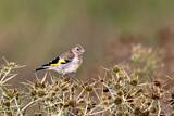 Image. European Goldfinch