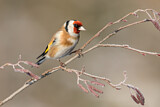 Image. European Goldfinch