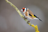 Image. European Goldfinch