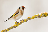 Image. European Goldfinch