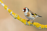 Image. European Goldfinch