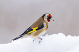 Image. European Goldfinch