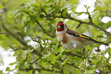 Image. European Goldfinch