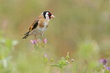 Image. European Goldfinch