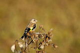 Image. European Goldfinch