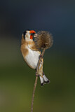 Image. European Goldfinch