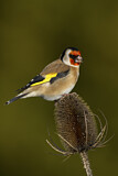 Image. European Goldfinch