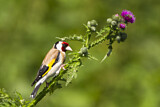 Image. European Goldfinch