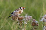 Image. European Goldfinch
