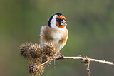 Image. European Goldfinch