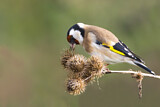 Image. European Goldfinch
