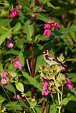 Image. European Goldfinch